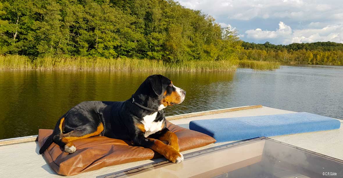 ein großer Hund sitzt an Deck einer Kormoran