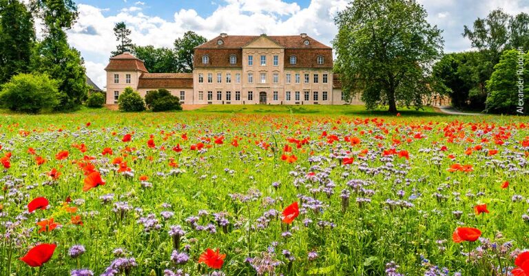 Eine Blumenwiese vor dem Kummerower Schloss.