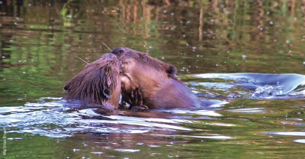 Zwei Biber schwimmen im Wasser