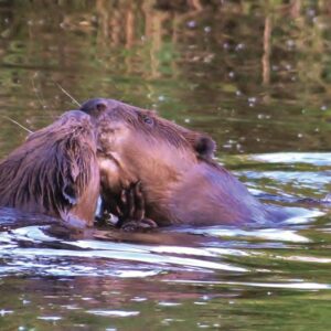 Zwei Biber schwimmen im Wasser