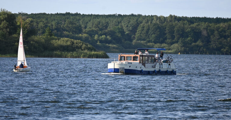 Eine Kormoran auf der Müritz vor einem bewaldeten Ufer.