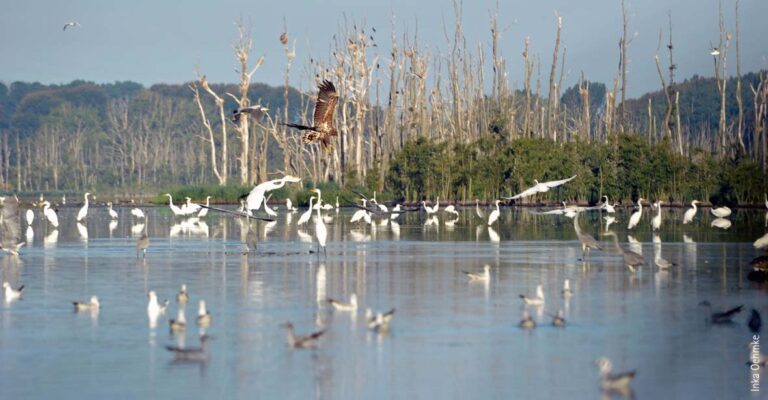 Viele größere und kleinere Vögel bei einem Moor beim Kummerower See