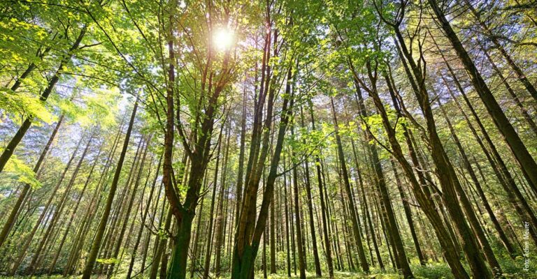 Ein Blick zwischen die Baumkronen im Müritz Nationalpark