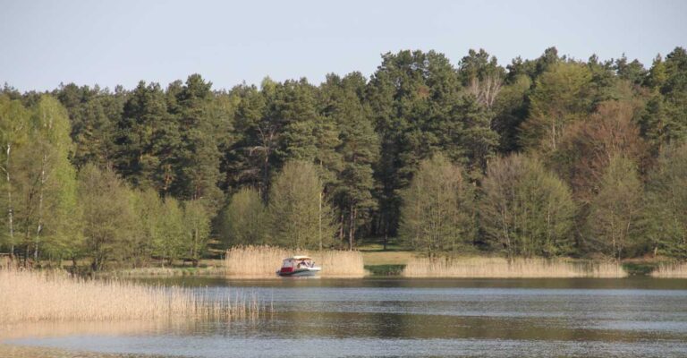 Boot mit Wald im Hintergrund