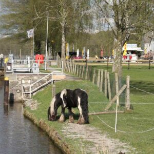 ein Pferd grast auf einer Wiese, im Hintergrund die Schleuse Kannenburg