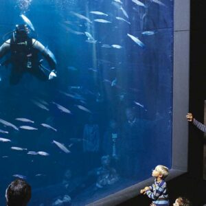 Ein Taucher in einem Aquarium im Müritzeum in Waren