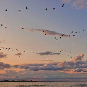 Vögel bei Sonnenuntergang