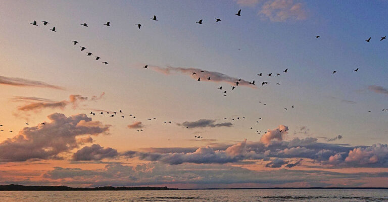 Vögel bei Sonnenuntergang