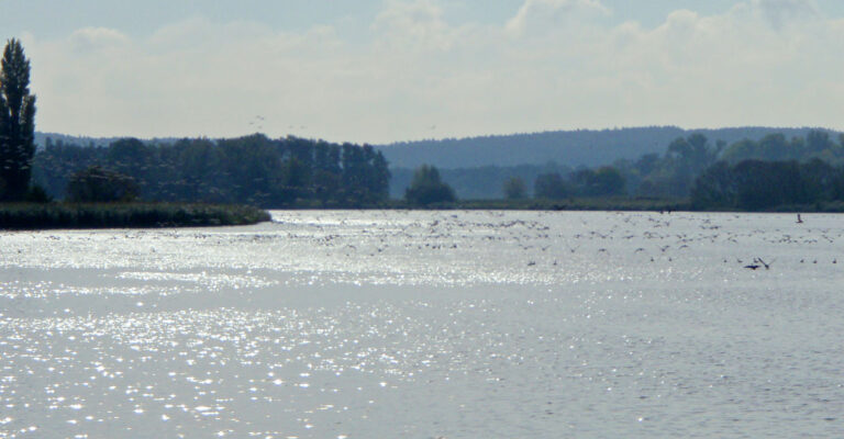 viele Vögel die überm Wasser fliegen im unteren Havelland