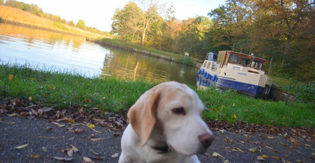 Hund vor einer Kormoran, der am Ufer angelegt hat