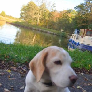 Hund vor einer Kormoran, der am Ufer angelegt hat