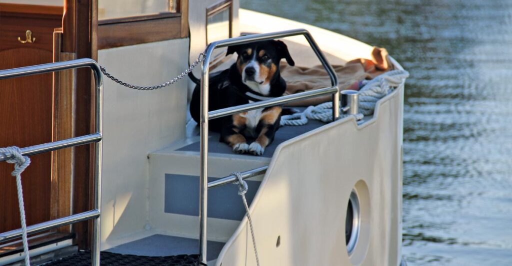 Ein Hund liegt auf dem Bug einer Kormoran.