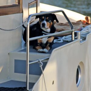 Ein Hund liegt auf dem Bug einer Kormoran.