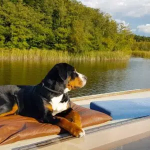 Ein großer Hund liegt auf einer Matte auf dem Dach eines Hausbootes