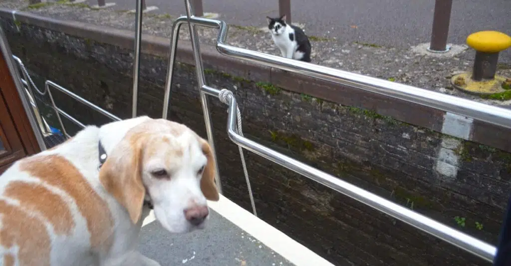 Hund steht auf einem Boot. Man sieht eine Katze beim Anleger.