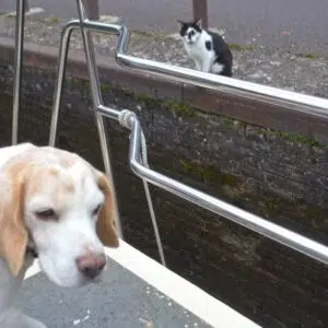 Hund steht auf einem Boot. Man sieht eine Katze beim Anleger.