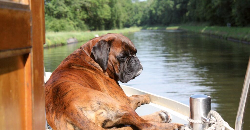 großer Hund liegt auf dem Bug einer Kormoran