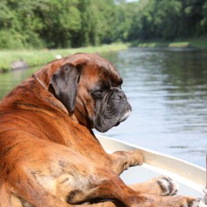 großer Hund liegt auf dem Bug einer Kormoran