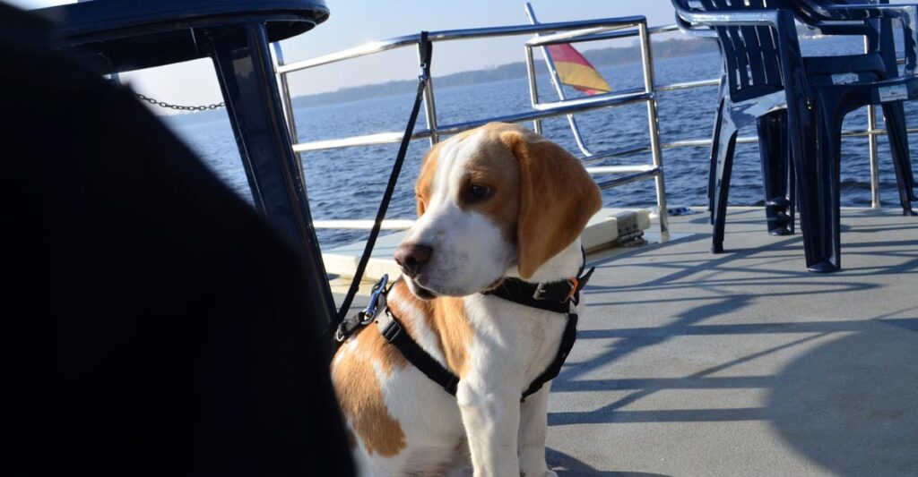 Ein Hund angeleint auf dem Heck einer Kormoran