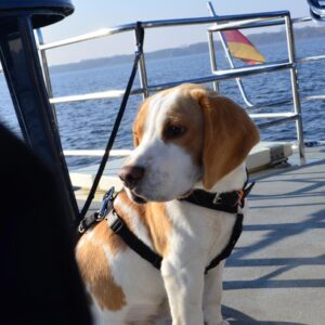 Ein Hund angeleint auf dem Heck einer Kormoran