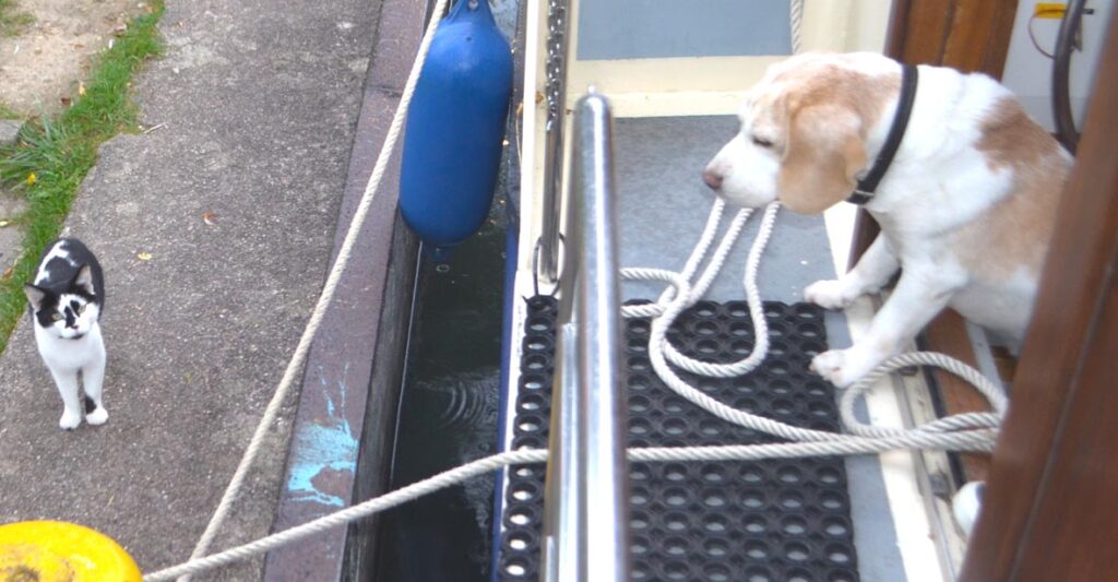 Ein Hund schaut aus der Tür einer Kormoran zu einer Katze am Anleger