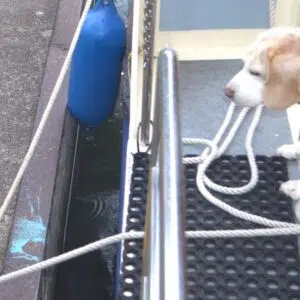 Ein Hund schaut aus der Tür einer Kormoran zu einer Katze am Anleger