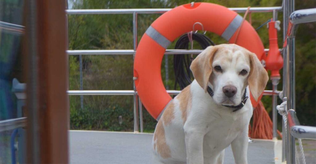 Ein Hund sitzt auf dem heck einer Kormoran