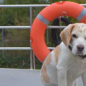 Ein Hund sitzt auf dem heck einer Kormoran